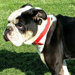 Found/Stray Male Dog last seen AREA: Tabor - Bryan, TX - Brazos County TEXAS 77808 STREETS: Collette Ln - FM 2223 - Old Cameron Ranch Rd - OSR - Tabor Rd - FM 974, Bryan, TX 77808