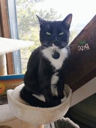 Lost Male Cat last seen Near Ridge View Rd, Nederland, CO 80466, Nederland, CO 80466
