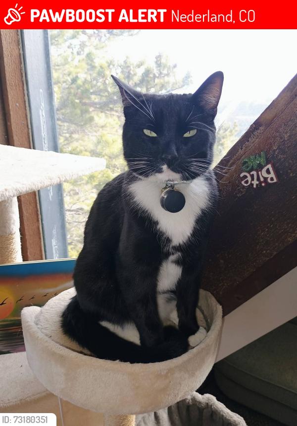 Lost Male Cat last seen Near Ridge View Rd, Nederland, CO 80466, Nederland, CO 80466