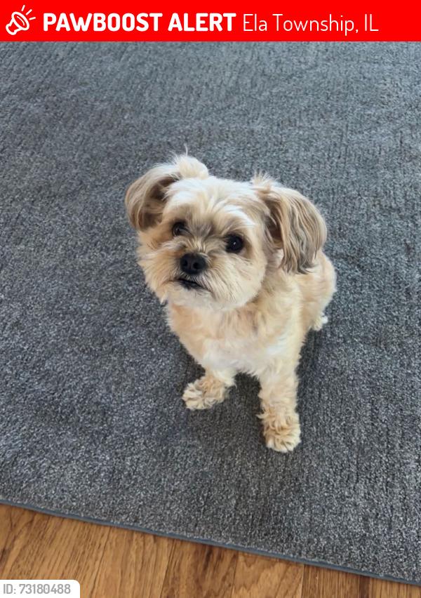 Lost Male Dog last seen N pheasant trail and Cuba road, Deer Park, IL, Ela Township, IL 60010