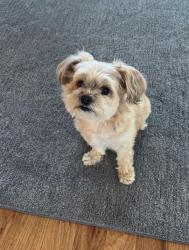 Lost Male Dog last seen N pheasant trail and Cuba road, Deer Park, IL, Ela Township, IL 60010