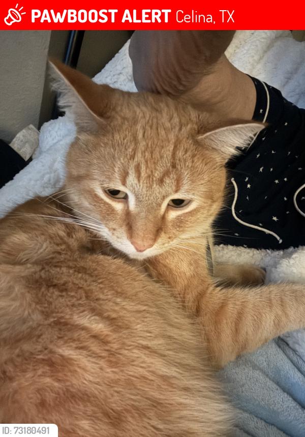 Lost Male Cat last seen Colorado and Arizona, Celina, TX 75009