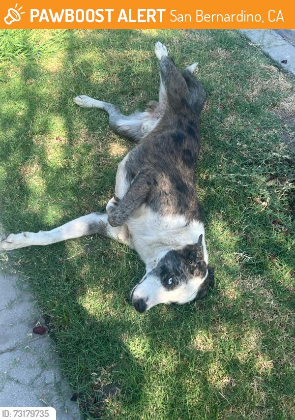 Found/Stray Male Dog last seen J st, San Bernardino, CA 92411
