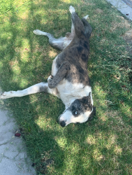 Found/Stray Male Dog last seen J st, San Bernardino, CA 92411