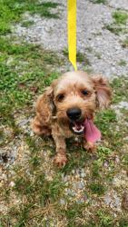 Reunited Male Dog last seen Stony point and hightop road, Knoxville, TN 37914