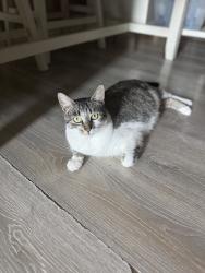 Lost Female Cat last seen Nanette Ave, West Covina, CA 91792