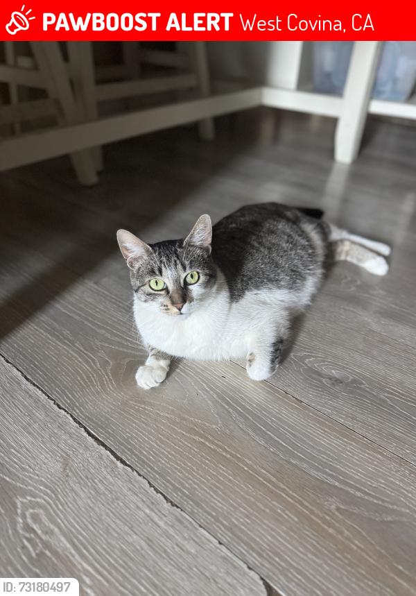 Lost Female Cat last seen Nanette Ave, West Covina, CA 91792