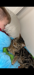 Lost Male Cat last seen Near Afton Road shop/ YMCA, Cumbernauld, Scotland 