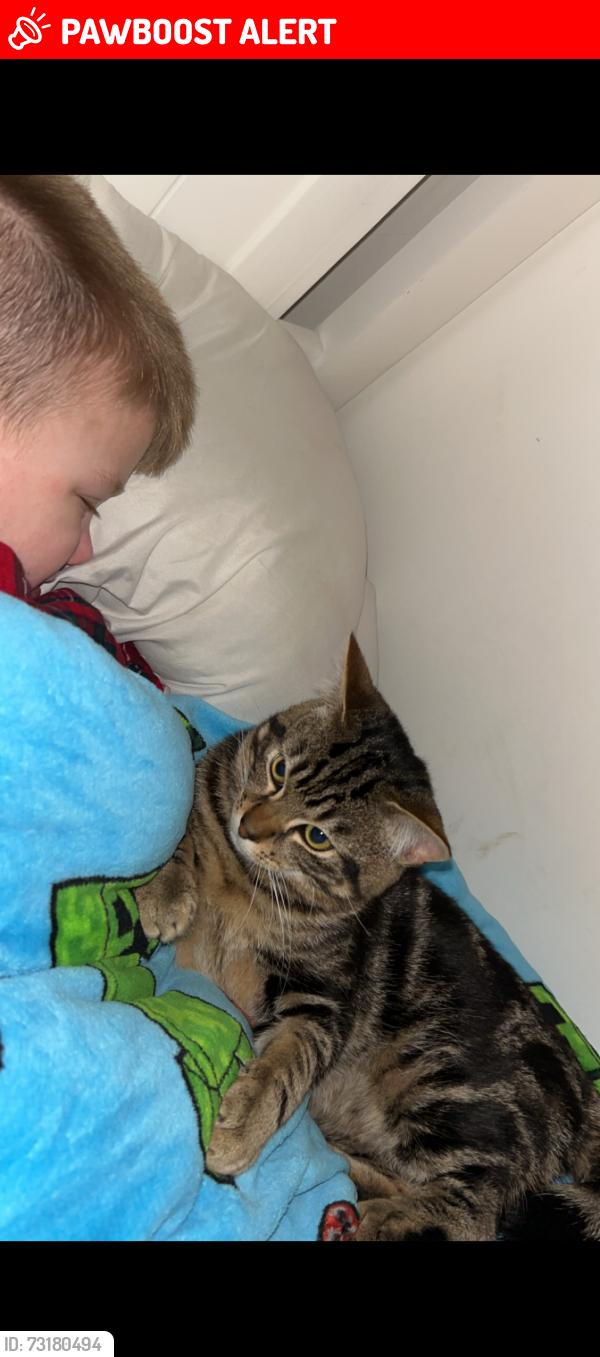 Lost Male Cat last seen Near Afton Road shop/ YMCA, Cumbernauld, Scotland 