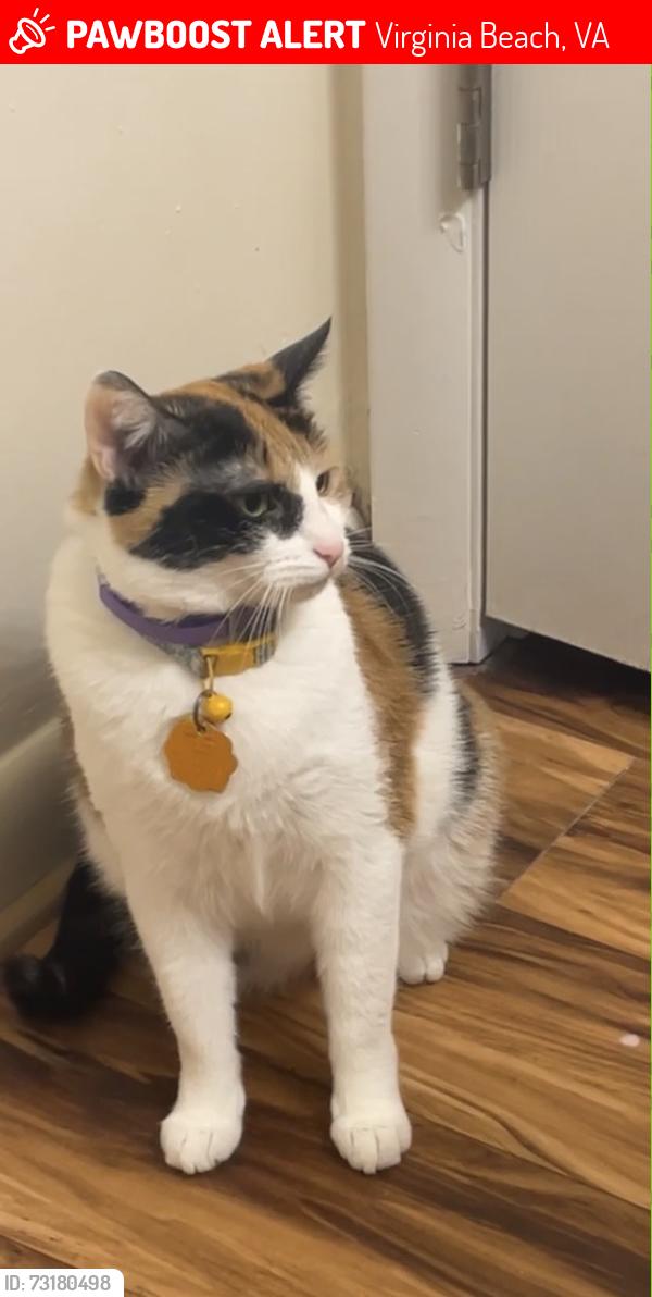 Lost Female Cat last seen Laskin service road and chapel lake dr, Virginia Beach, VA 23454