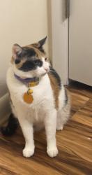 Lost Female Cat last seen Laskin service road and chapel lake dr, Virginia Beach, VA 23454