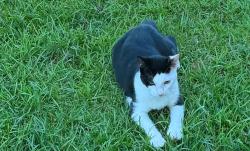 Lost Male Cat last seen Jacobs way Cantonment, Cantonment, FL 32533