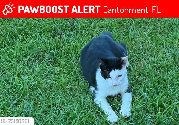 Lost Male Cat last seen Jacobs way Cantonment, Cantonment, FL 32533