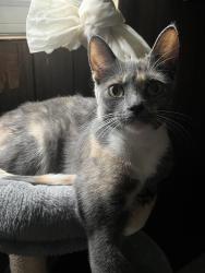 Lost Female Cat last seen Droster park, Droster Rd, Metro Market, Madison, WI 53718