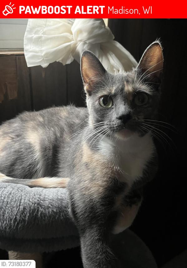 Lost Female Cat last seen Droster park, Droster Rd, Metro Market, Madison, WI 53718