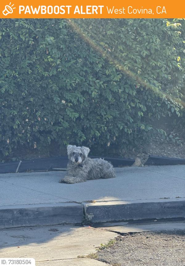 Found/Stray Male Dog last seen Nanette Ave, West Covina, CA 91792