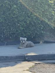 Found/Stray Male Dog last seen Nanette Ave, West Covina, CA 91792