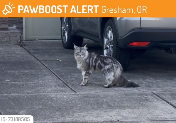 Found/Stray Unknown Cat last seen anderson rd gresham, Gresham, OR 97030