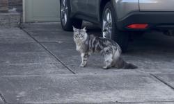 Found/Stray Unknown Cat last seen anderson rd gresham, Gresham, OR 97030