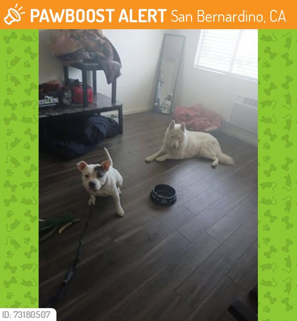 Found/Stray Unknown Dog last seen wildwood dog park, San Bernardino, CA 92401