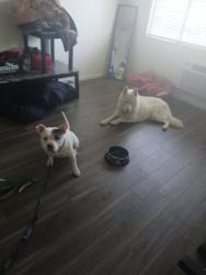 Found/Stray Unknown Dog last seen wildwood dog park, San Bernardino, CA 92401