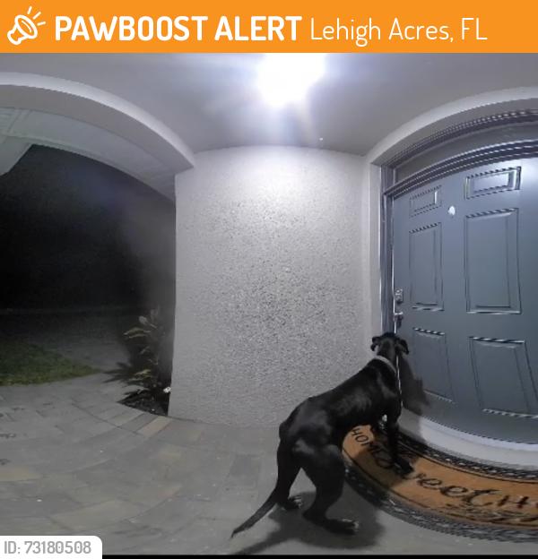 Found/Stray Unknown Dog last seen Jaguar, Lehigh Acres, FL 33974