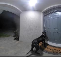 Found/Stray Unknown Dog last seen Jaguar, Lehigh Acres, FL 33974