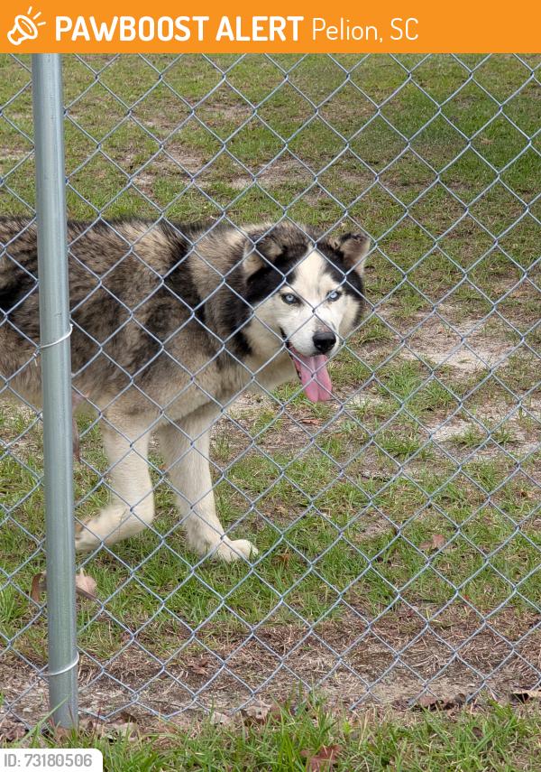 Found/Stray Unknown Dog last seen New Hope Rd, Pelion, SC 29123