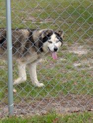 Found/Stray Unknown Dog last seen New Hope Rd, Pelion, SC 29123