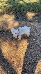 Lost Female Dog last seen McLean Rd, Baytown, TX 77521