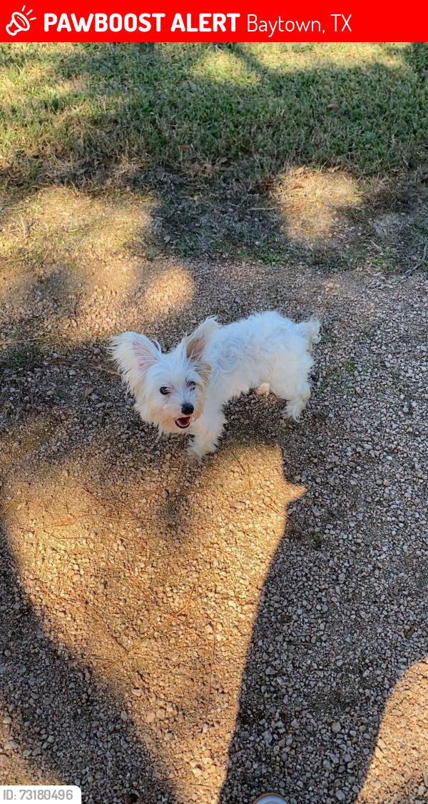 Lost Female Dog last seen McLean Rd, Baytown, TX 77521