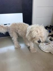 Found/Stray Male Dog last seen Vineyard Recreation Center, Los Angeles, CA 90016