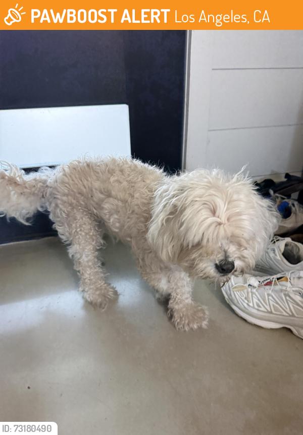 Found/Stray Male Dog last seen Vineyard Recreation Center, Los Angeles, CA 90016