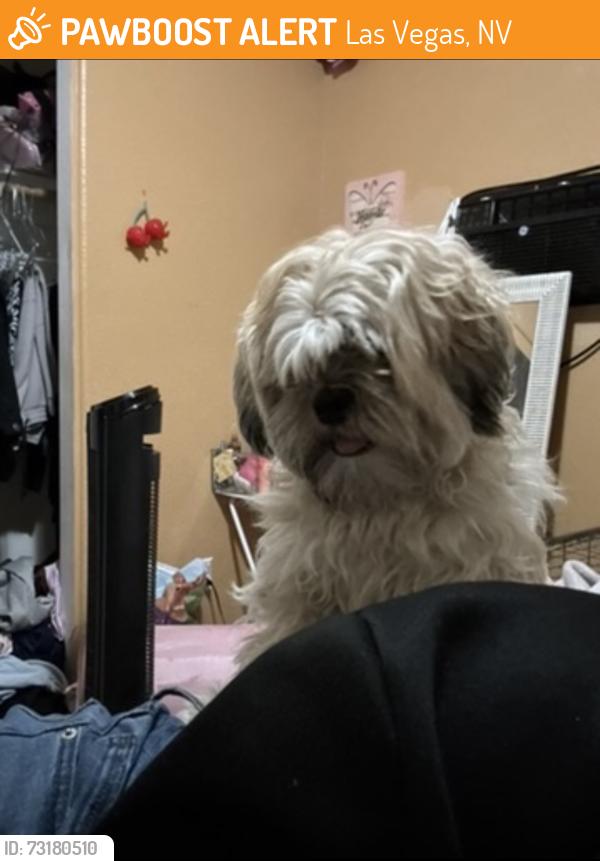 Found/Stray Male Dog last seen Vida pacífica st, Las Vegas, NV 89115