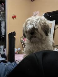 Found/Stray Male Dog last seen Vida pacífica st, Las Vegas, NV 89115