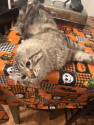 Reunited Male Cat last seen Near SE Giese Rd, Gresham, OR 97080, USA, Gresham, OR 97080