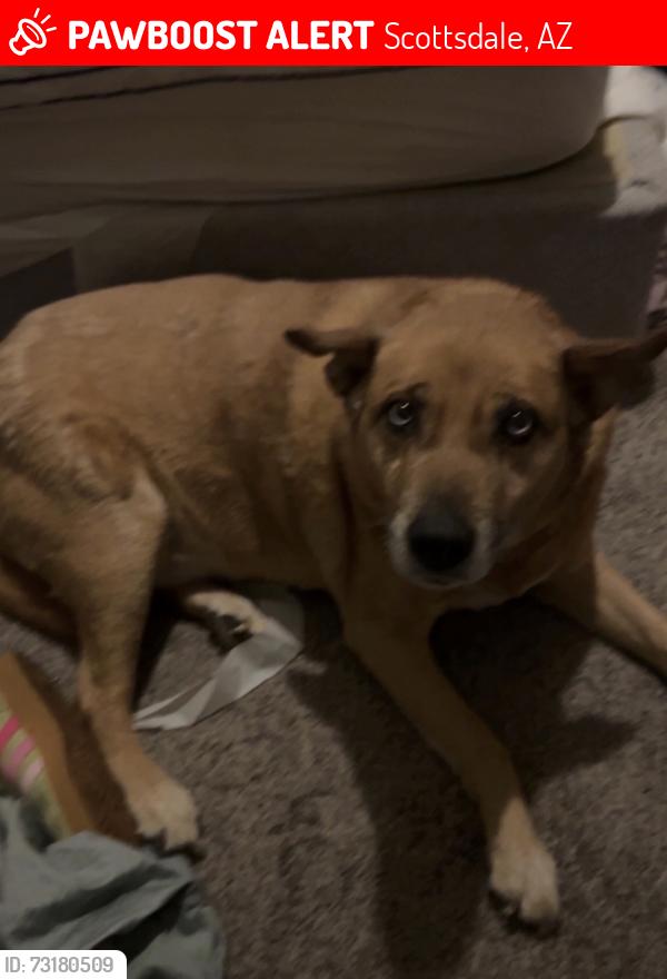 Lost Female Dog last seen McKellips and Miller, Scottsdale, AZ 85288