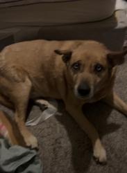 Lost Female Dog last seen McKellips and Miller, Scottsdale, AZ 85288