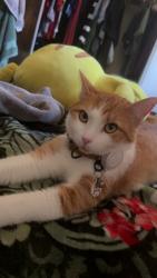 Reunited Male Cat last seen Near Pala Vista Dr, Vista, CA 92083