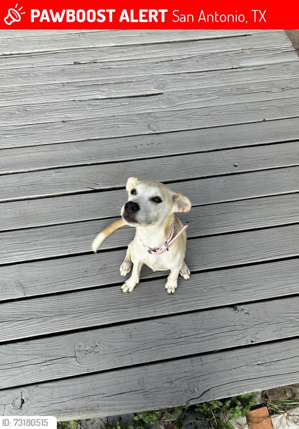 Lost Female Dog last seen Kayton Ave, San Antonio, TX 78210