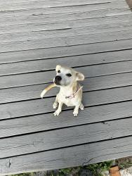Lost Female Dog last seen Kayton Ave, San Antonio, TX 78210