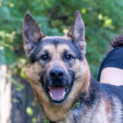 Shelter Stray Male Dog last seen , 30088, GA, 3280 Chamblee Dunwoody Rd, Chamblee, GA 30341, USA