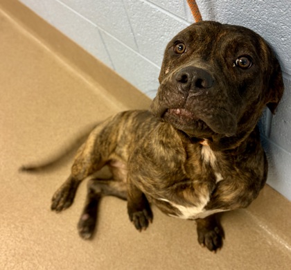 Shelter Stray Female Dog last seen Near Park Drive, 30058, GA, 3280 Chamblee Dunwoody Rd, Chamblee, GA 30341, USA