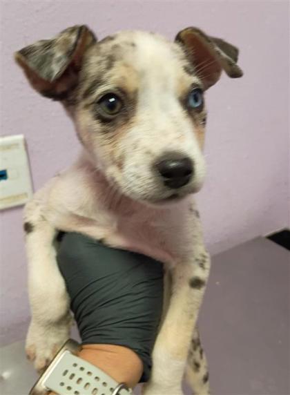 Shelter Stray Female Dog last seen Near KRAG, COUNTY of El Paso, TX, 5001 Fred Wilson Ave, El Paso, TX 79906, USA