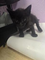 Shelter Stray Male Cat last seen Near URBICI SOLER DR, EL PASO, TX, 79936, CITY of El Paso, TX, 5001 Fred Wilson Ave, El Paso, TX 79906, USA