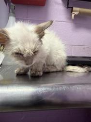 Shelter Stray Female Cat last seen Near KRAG ST, EL PASO, TX, 79938, COUNTY of El Paso, TX, 5001 Fred Wilson Ave, El Paso, TX 79906, USA