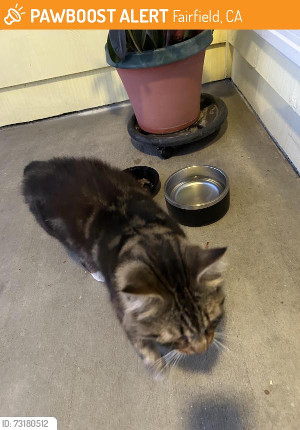 Found/Stray Male Cat last seen Fairfield Avenue, Fairfield, CA 94533