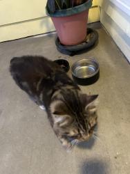 Found/Stray Male Cat last seen Fairfield Avenue, Fairfield, CA 94533