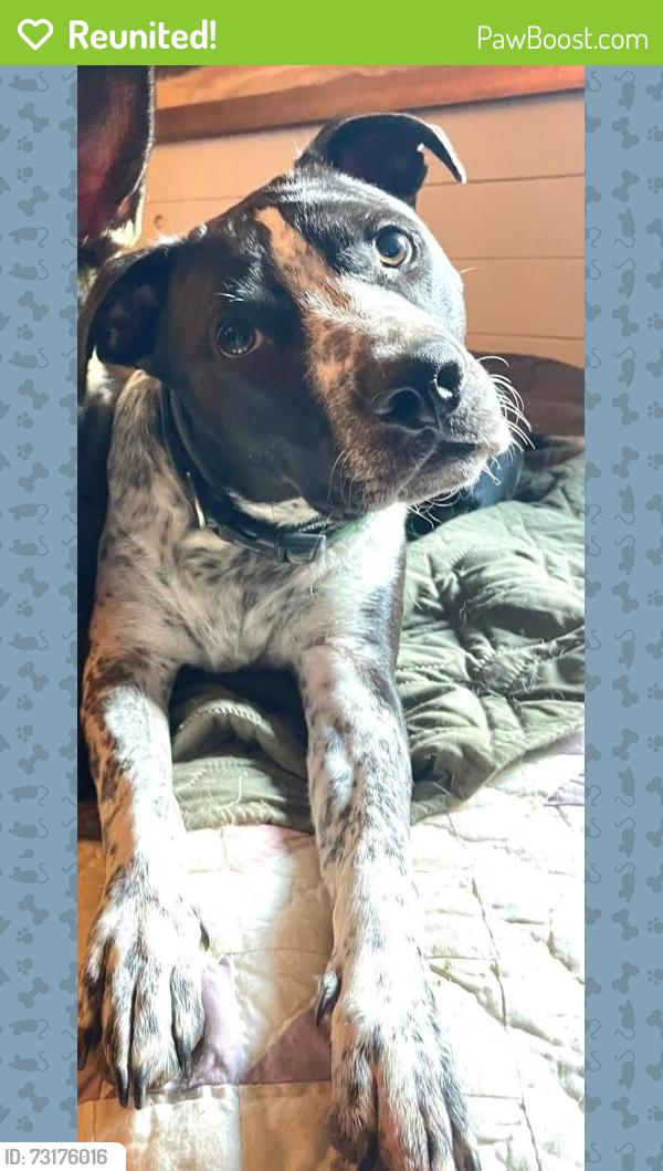Reunited Male Dog last seen Baux Mountain Road / Misty Mountain Rd, Germanton, NC 27019