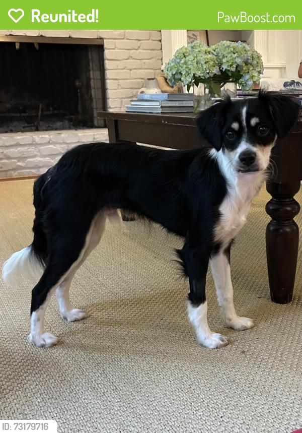 Reunited Male Dog last seen Somerset Trce/ Turtle Lake Club Dr, Marietta, GA 30067